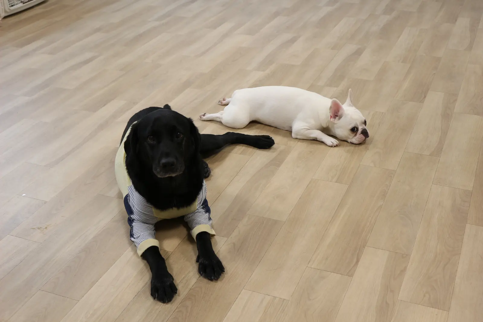 床でくつろいで眠る2頭の犬